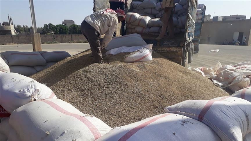 تركيا تبدأ شراء الحبوب من المزارعين السوريين في "رأس العين"