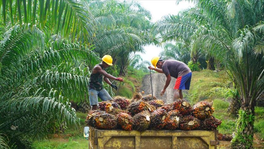 US' Malaysia palm oil sanctions worry Indonesian firms