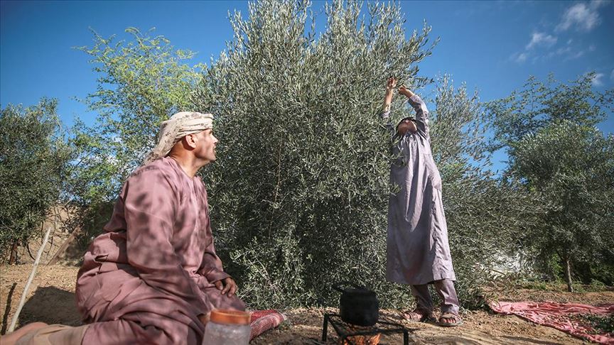 المزارعون يبدأون في جني ثمار الزيتون بغزة 