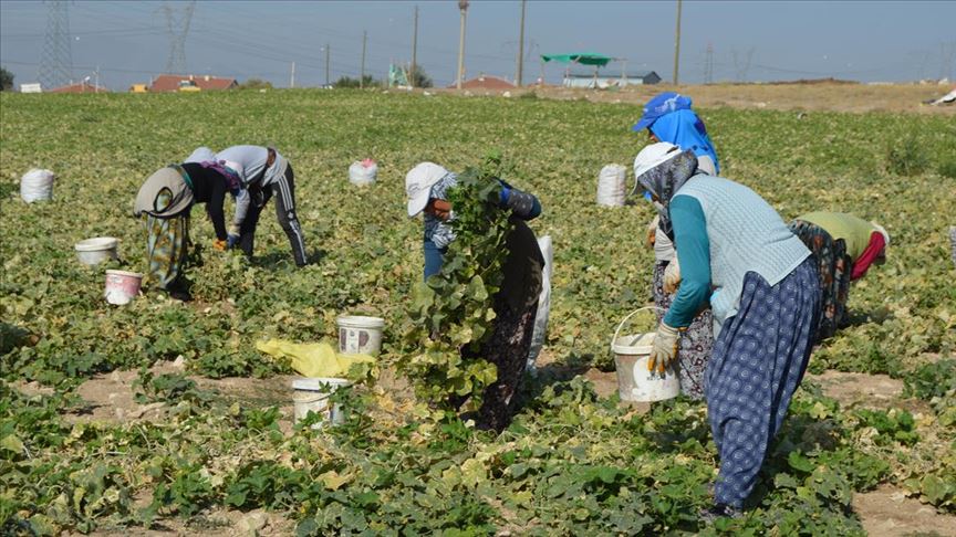 Türkiye'nin kornişon deposunda üreticinin yüzü gülüyor