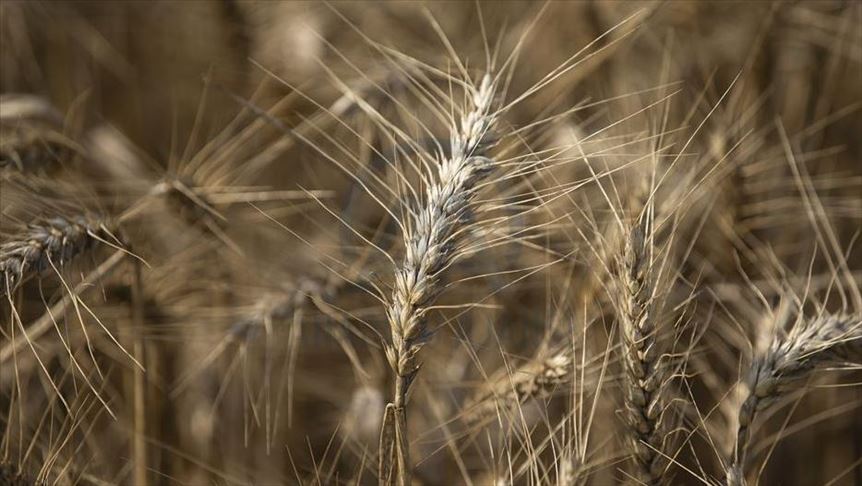 Argentina first country to approve GMO wheat