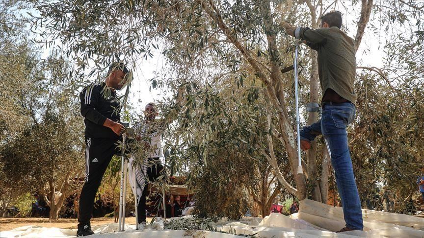 Cisjordanie occupée : Israël interdit la cueillette des olives aux Palestiniens 