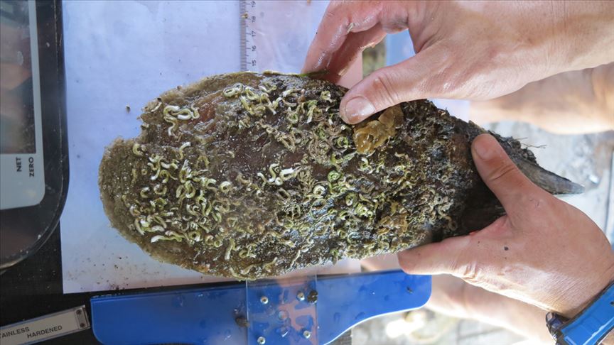 Akdeniz ve Ege'de deniz canlısı 'pina'ları yok eden parazit tehdidi