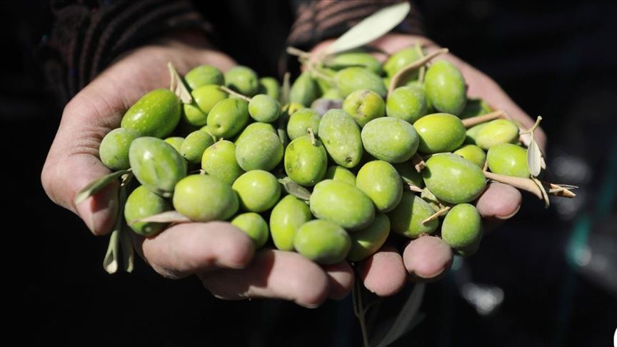 ھەڵمەتی فەڵەستینییەکان بۆ یارمەتیدانی جووتیاران لە وەرزی کردنەوەی زەیتون