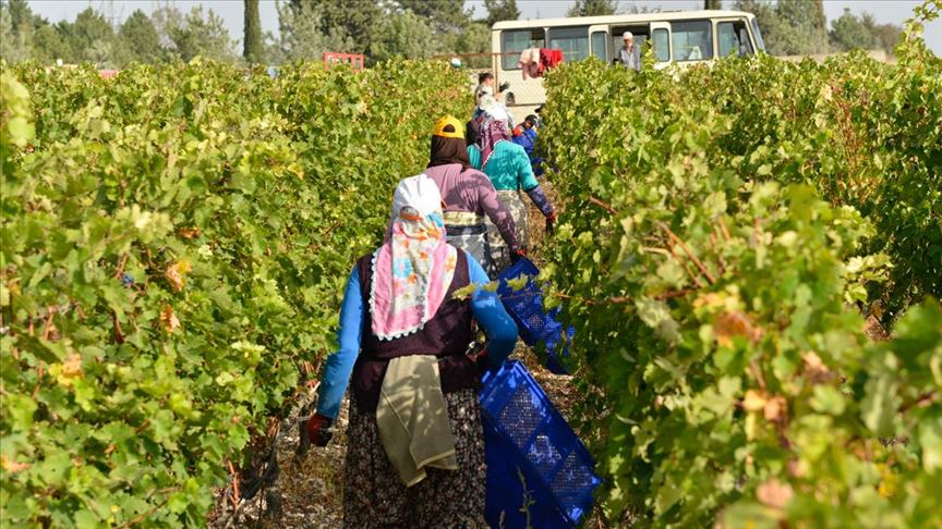 Istranca Dağları'nın eteklerinde kadınların bağ bozumu telaşı sürüyor