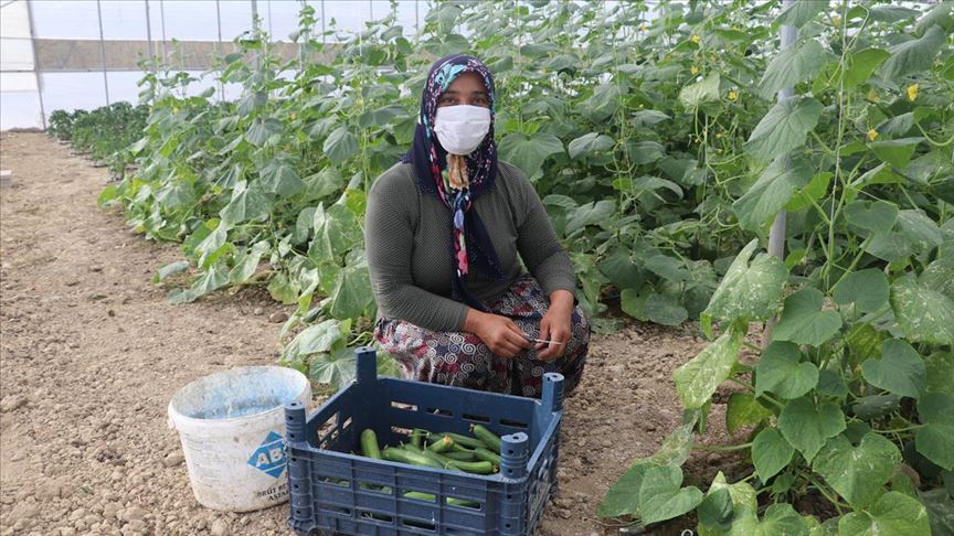 Kadın çiftçi devletten aldığı destekle tarımsal üretime katkı sağlıyor
