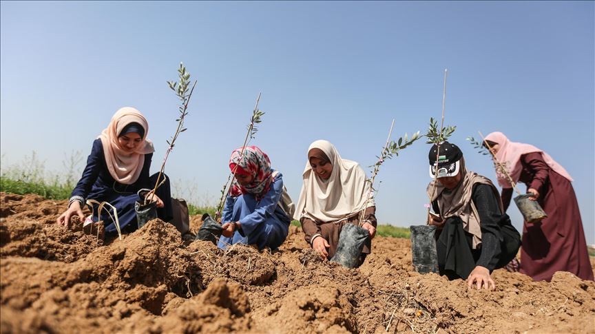 Voluntarios palestinos velarán por la seguridad de los olivos ante agresiones de colonos israelíes
