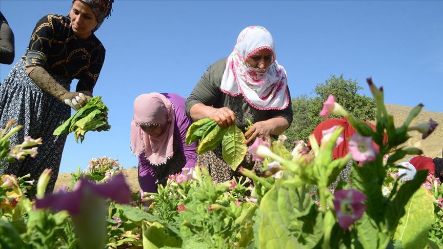 Bitlisli kadınların zorlu tütün mesaisi başladı