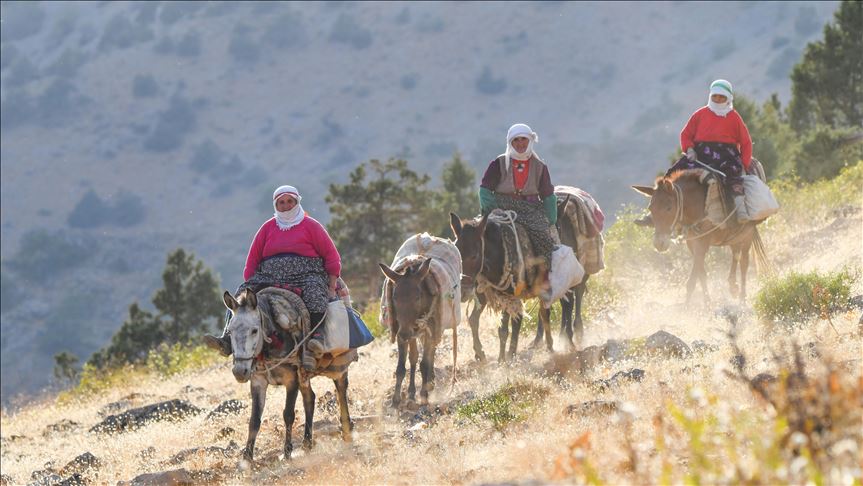 Rêwîtiya bêrîvanan a dijwar ya ser pişta hêstiran
