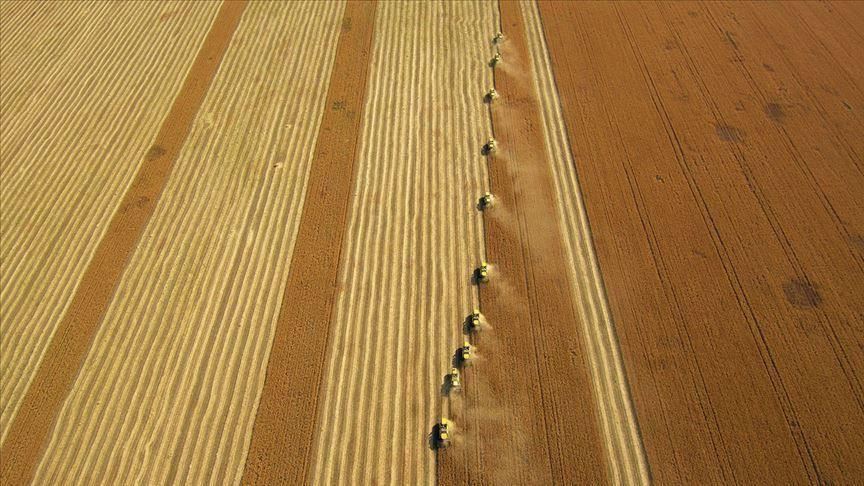Pandemic boosts wheat's strategic importance