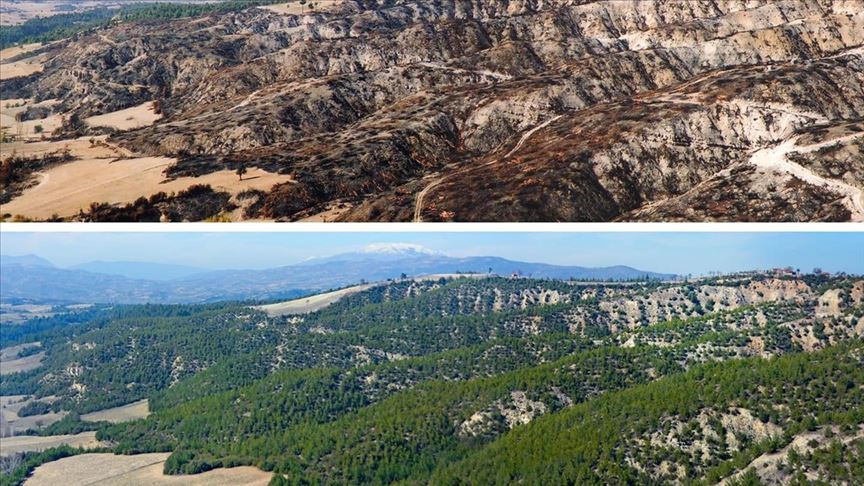 Geçen yıl yanan orman alanlarının yarısından fazlası ağaçlandırıldı