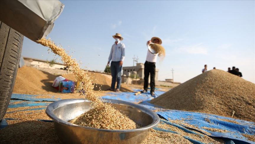 برنجی خۆماڵی.. لە چاندنەوە بۆسەر خوانهكان