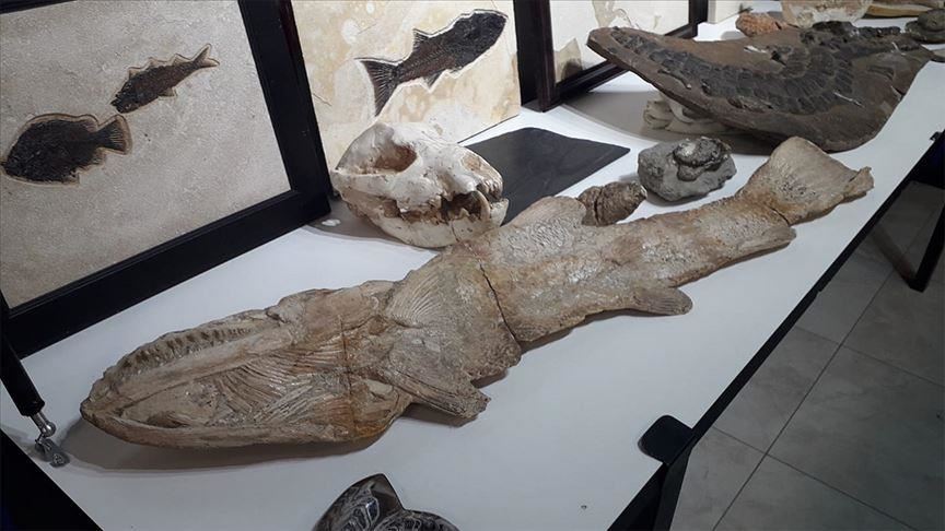 Turkey: Police recover $10M worth of smuggled fossils