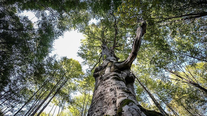 Kayın ormanı tırtıl istilasından biyolojik mücadeleyle kurtarıldı