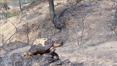 ANALYSIS - Turkey: PKK resorts to environmental terror tactics