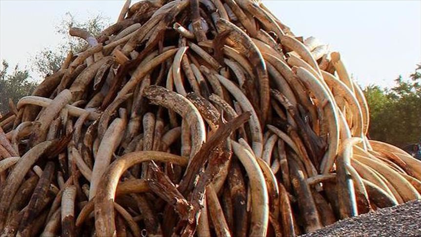 Cameroun : 626 kg d'ivoire saisis à la frontière avec le Gabon