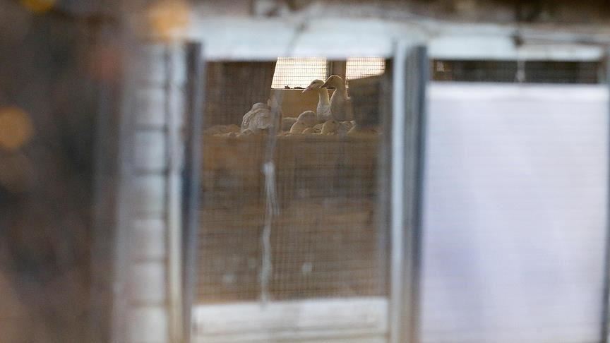 Netherlands confirms 2 cases of bird flu