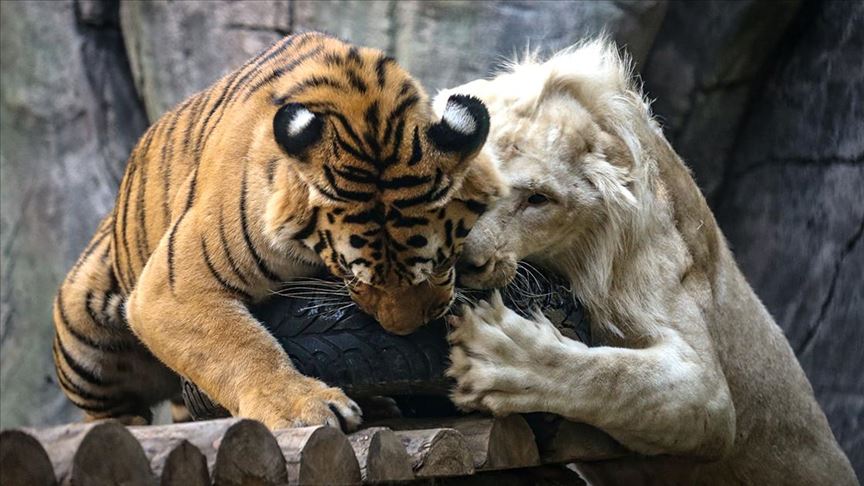 beyaz aslan ile bengal kaplaninin dostlugu