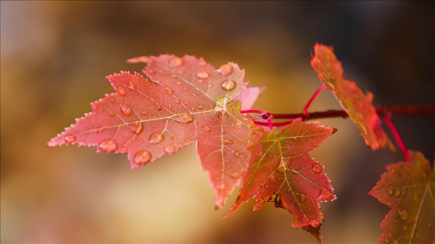 Stunning autumn views from various Turkish provinces and the world