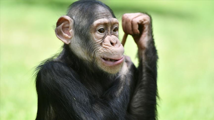 Yaşlanan yabani şempanzeler eski dostlarını yenilere tercih ediyor