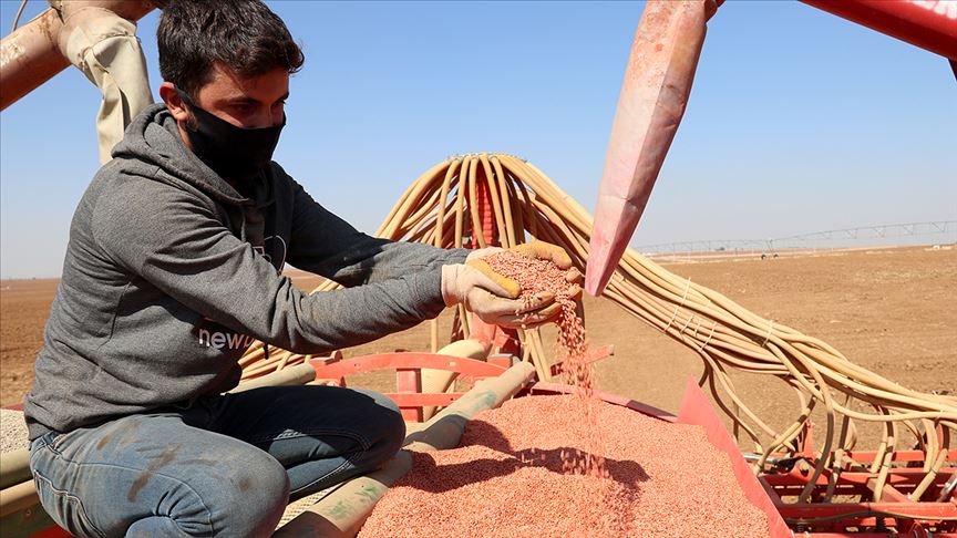 Yerli tohumlar Ceylanpınar Tarım İşletmesinde çoğaltılıyor