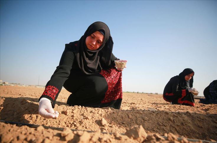 الزراعة ملاذ جامعيات في غزة لمكافحة البطالة (تقرير)