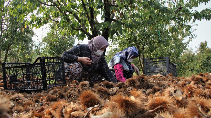 "Bursa kestanesi" üreticisini sevindirdi