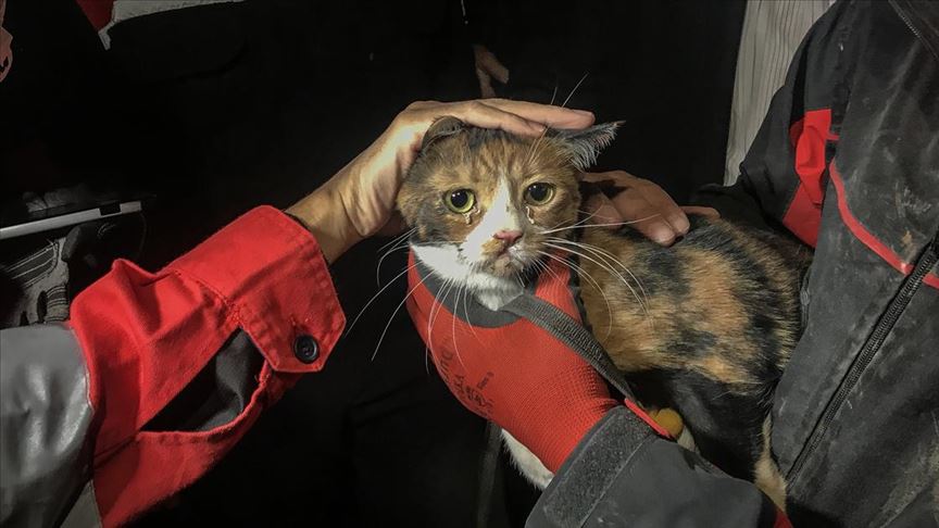 izmir de enkazda k 9 kopegi kediyi kurtardi