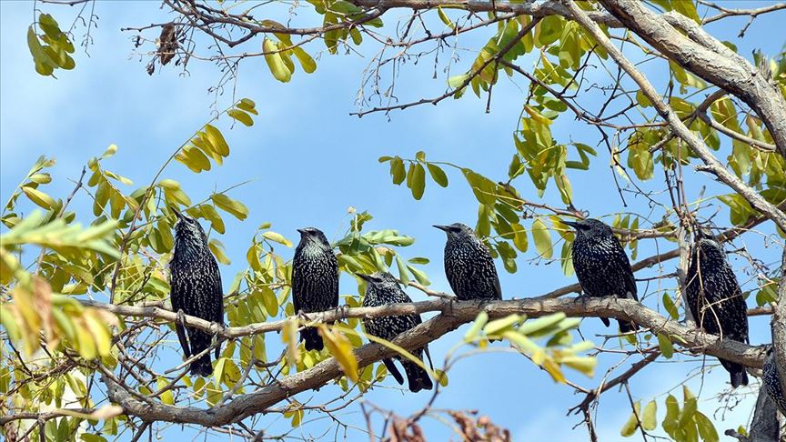 Kars'ta kalan göçmen kuşlar doğayı renklendiriyor 