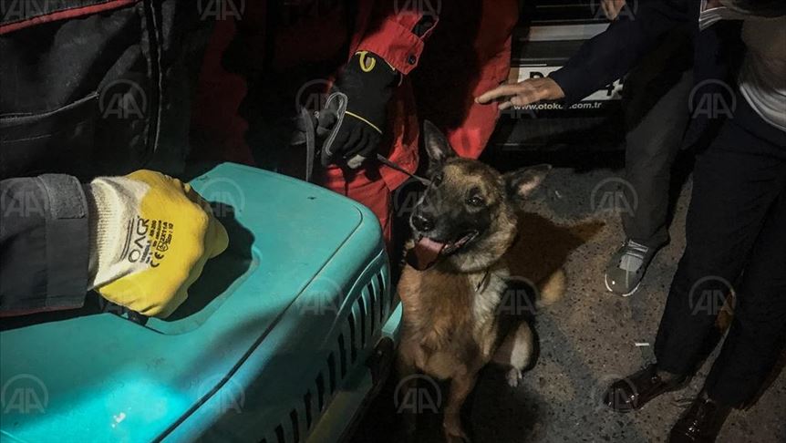 Turkey: Rescue dog saves cat from debris after quake