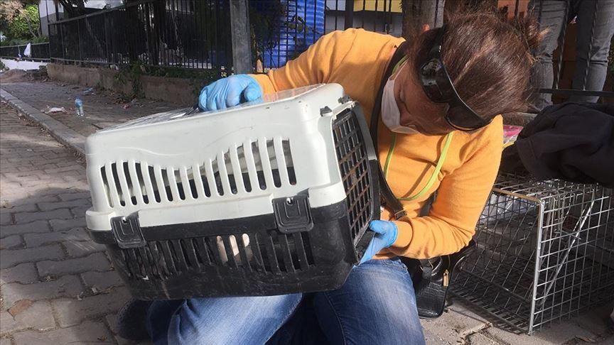 Turkey: Cat joins ranks of earthquake survivors