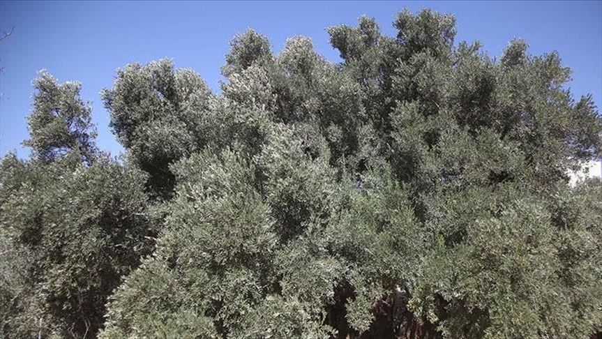 Israeli settlers cut dozens of olive trees in West Bank
