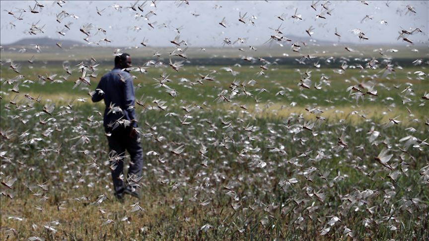 Ethiopia: Worst locust outbreak in 25 years