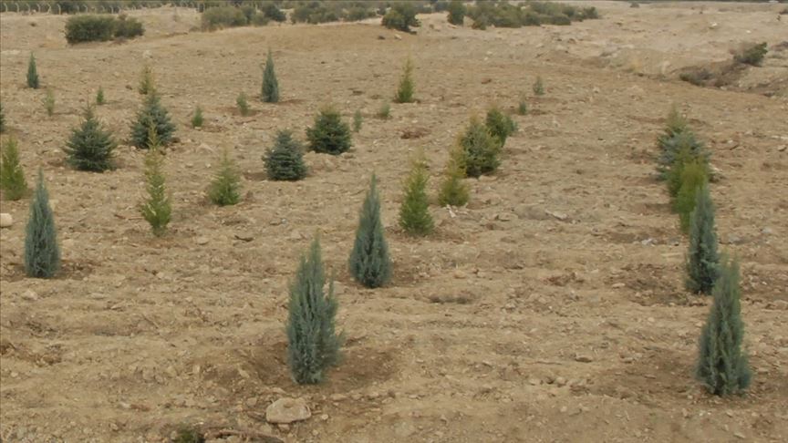 TDV hayırseverlerin desteğiyle Hatay'da 10 bin fidanı toprakla buluşturacak