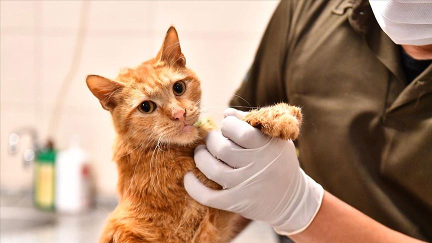 İzmir'de enkazdan kurtarılan 14 kedinin tedavisi devam ediyor