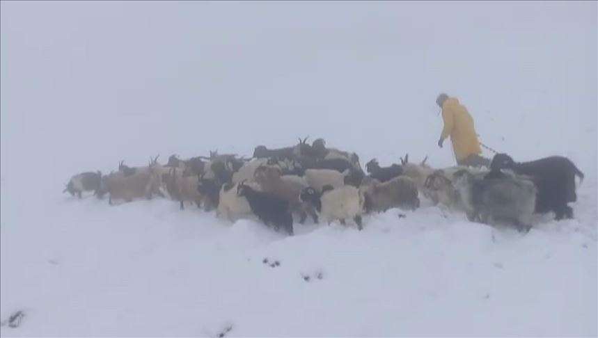 Li Wanê ji ber berfê şivan di tengasiyê da man