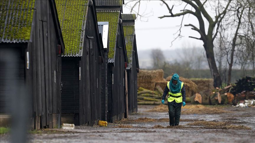Flu burung mewabah, Jepang musnahkan ratusan ribu ayam