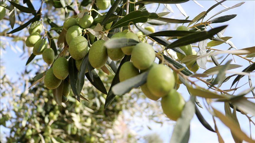 أكذوبة نقل تركيا أشجار الزيتون من سوريا (مرصد تفنيد الأكاذيب) 