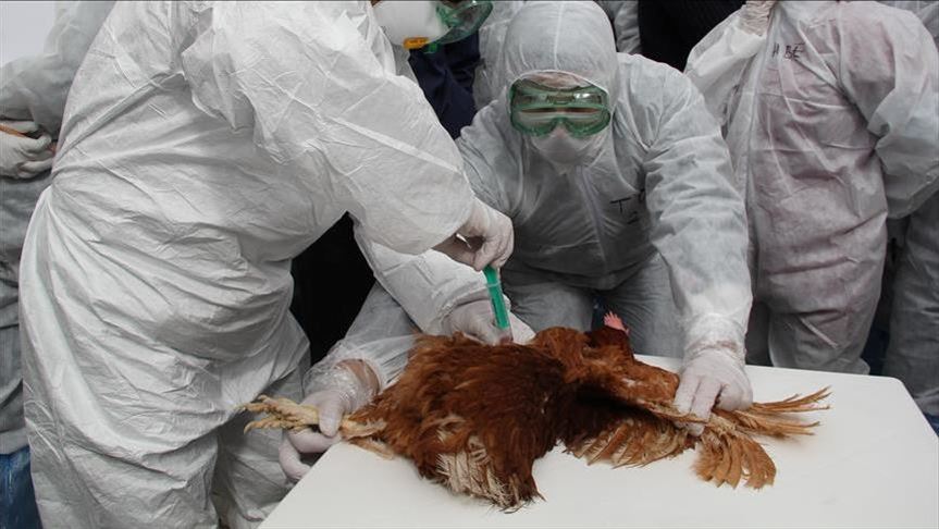 Germany Netherlands Order Cull Over Bird Flu