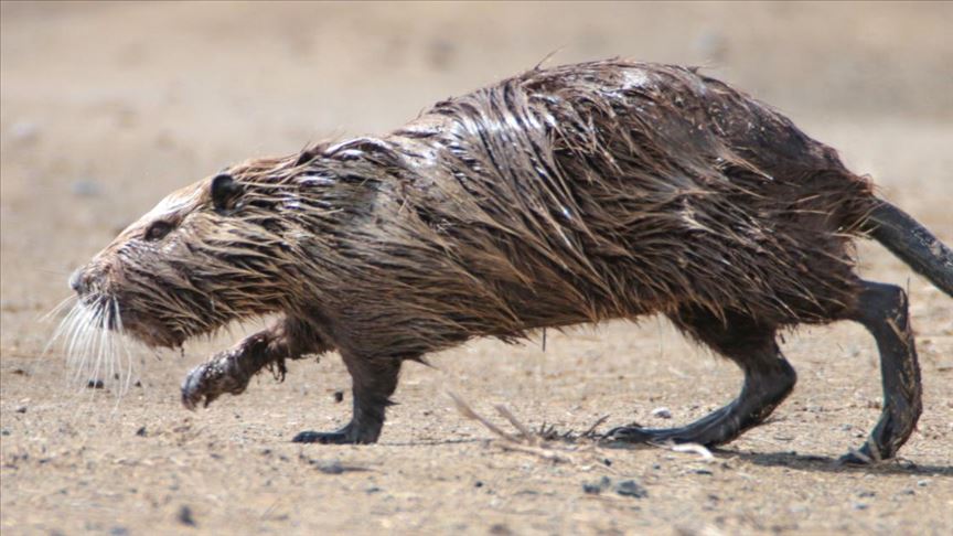 Ağrı Dağı'nda karaya çıkan su maymunu görüntülendi