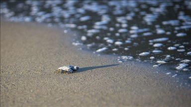 Record number of turtle hatchlings reach sea in Turkey