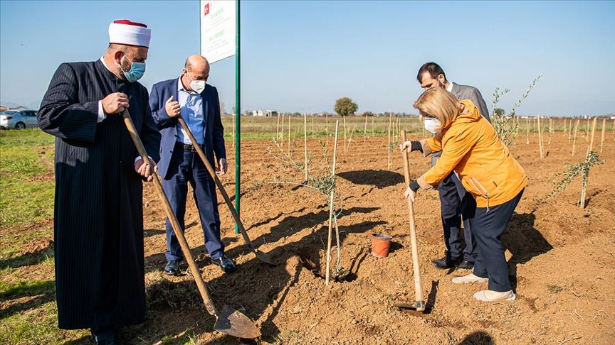 Crna Gora: Povodom Nacionalnog dana pošumljavanja posađeno hiljadu sadnica maslina 