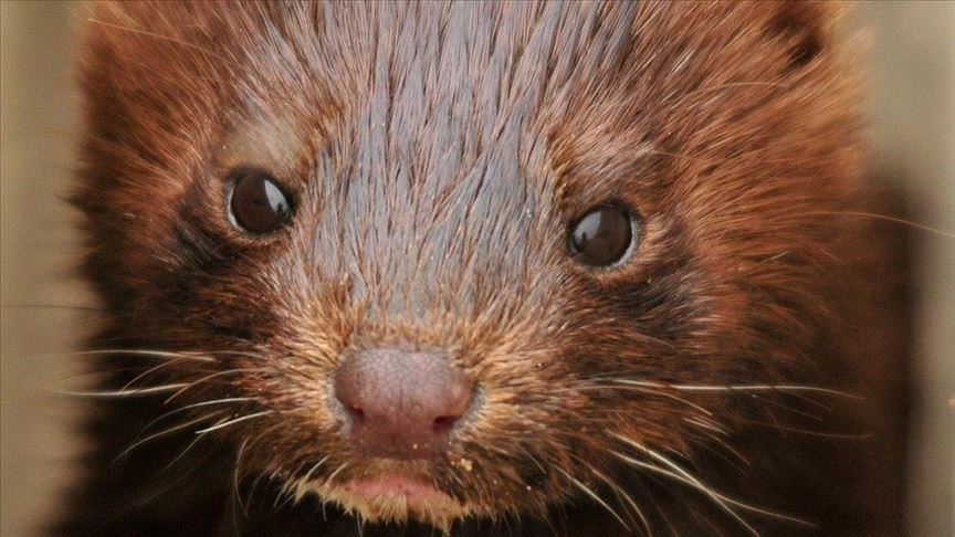 Opposition objects to Denmark's mink culling plan