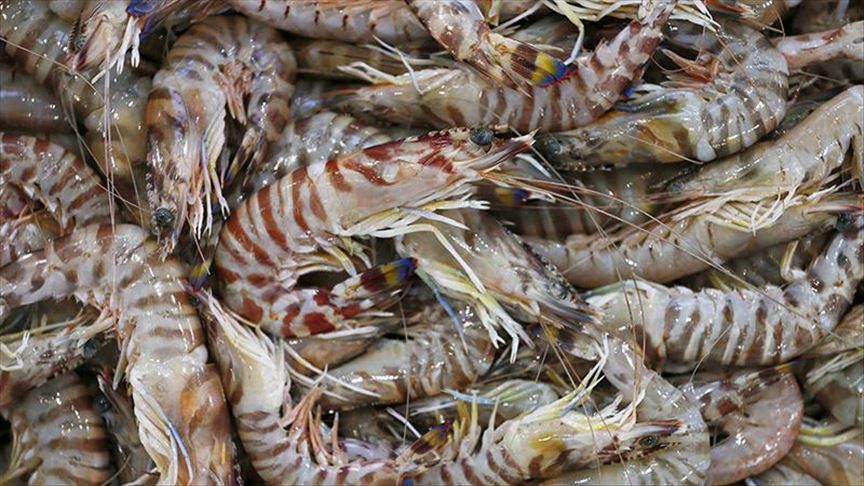 China bars seafood imports from India over COVID-19