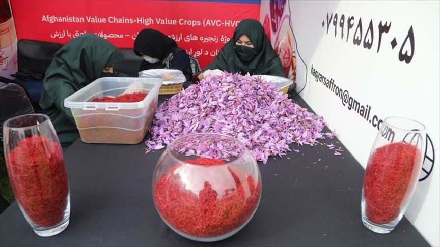 ششمین جشنواره گل زعفران در هرات افغانستان برگزار شد