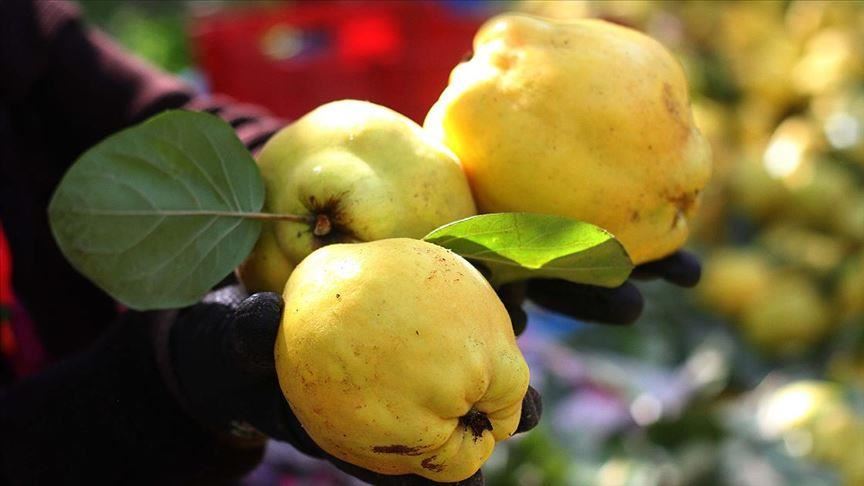 میوه «به» ترکیه محبوب در آمریکا، روسیه و ایران