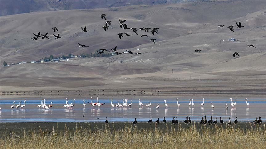 Turkey's bird paradise hosts 110 species