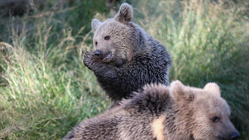 yavru boz ayilar ovakorusu nun maskotu oldu