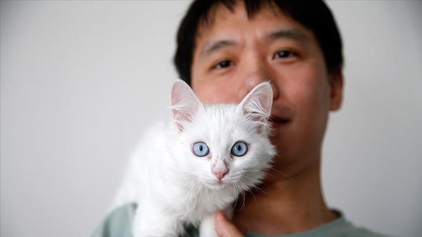 Chinese man travels to Turkey to adopt rare Van cat