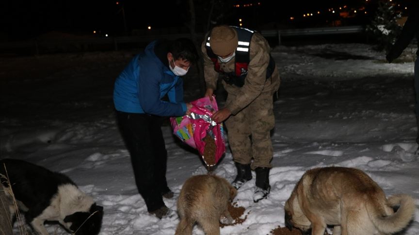 Ardahan'da Mehmetçik karla kaplanan doğada yiyecek bulamayan sokak hayvanlarını unutmadı